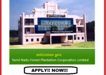 Tamilnadu Forest Plantation Corporation Limited (TAFCORN) Job Recruitment 2022 – Various, Computer Programmer post